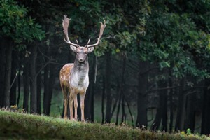 临县扭秧歌(全国各地代表性的地方戏是什么)