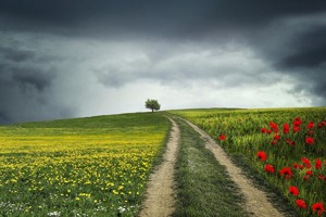 歌曲在那桃花盛开的地方